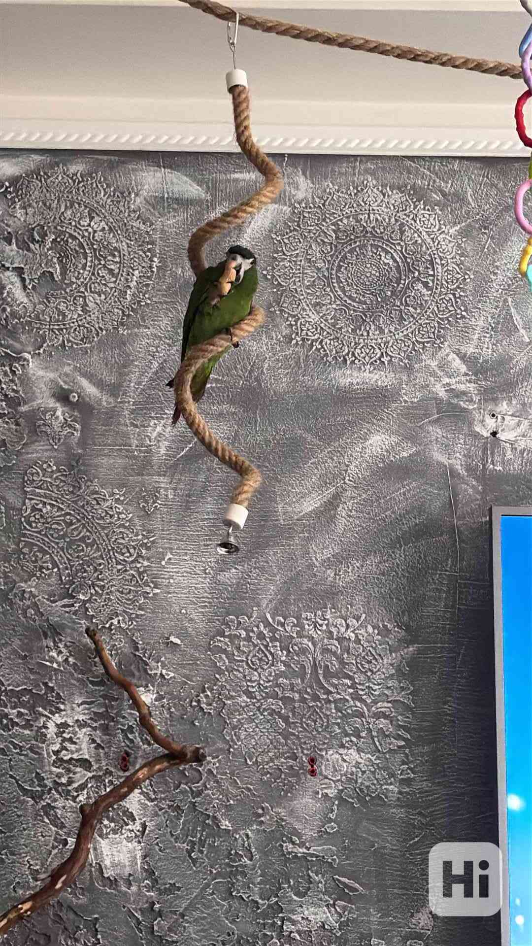 Ara nobilis  - foto 1