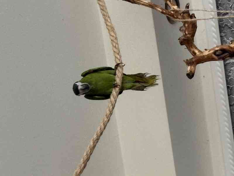 Ara nobilis  - foto 4