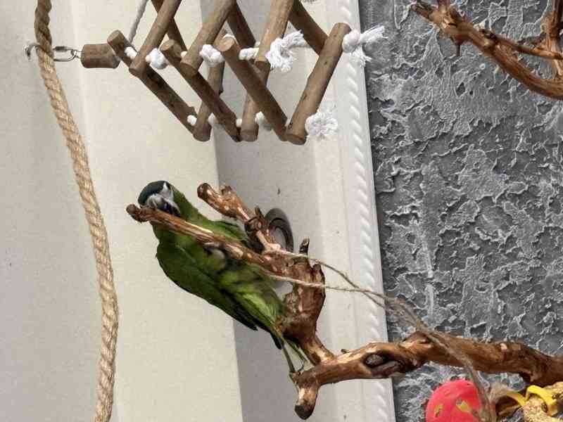 Ara nobilis  - foto 5