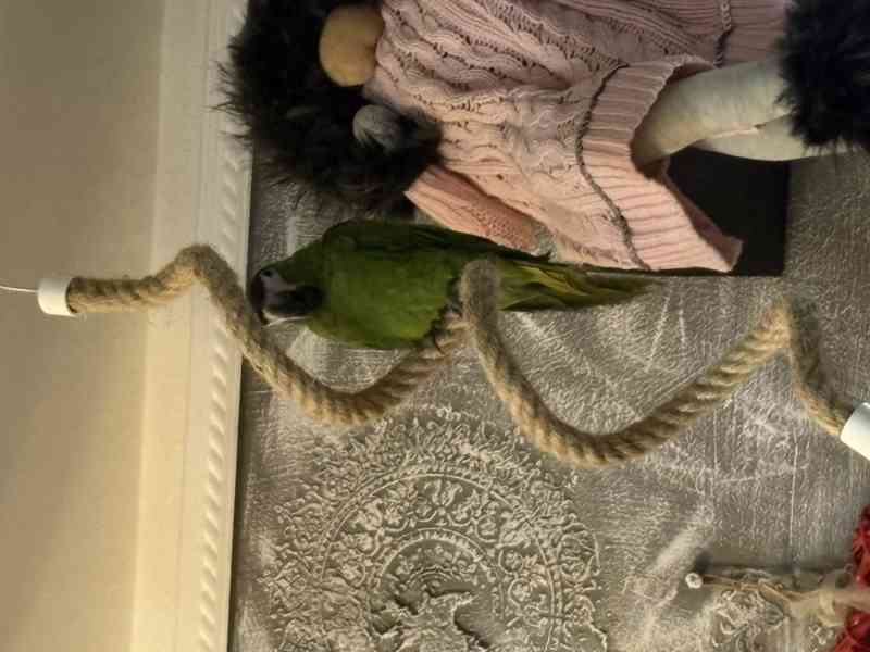 Ara nobilis  - foto 2