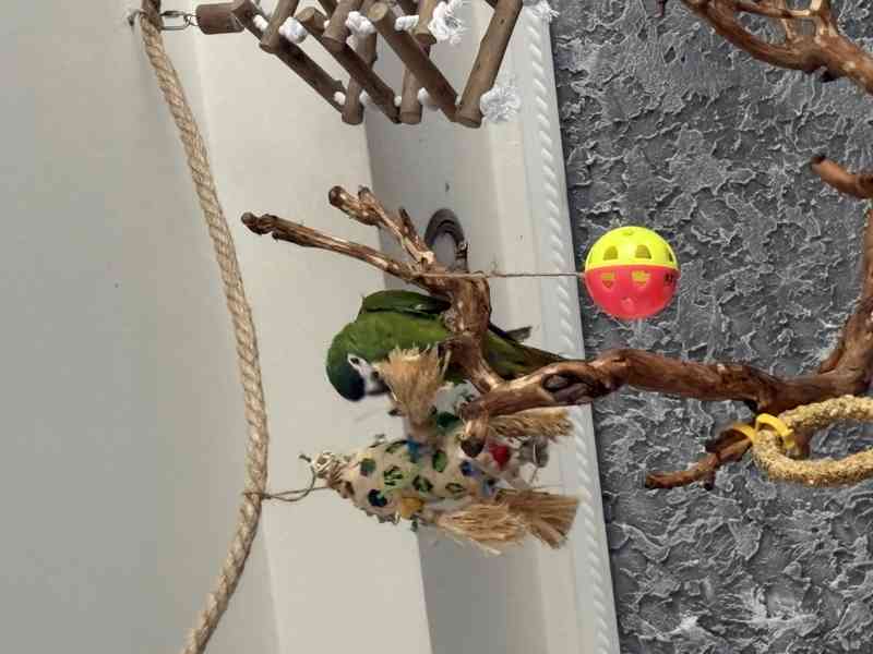 Ara nobilis  - foto 3