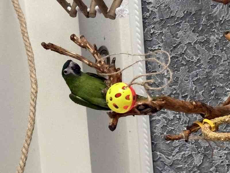 Ara nobilis  - foto 6