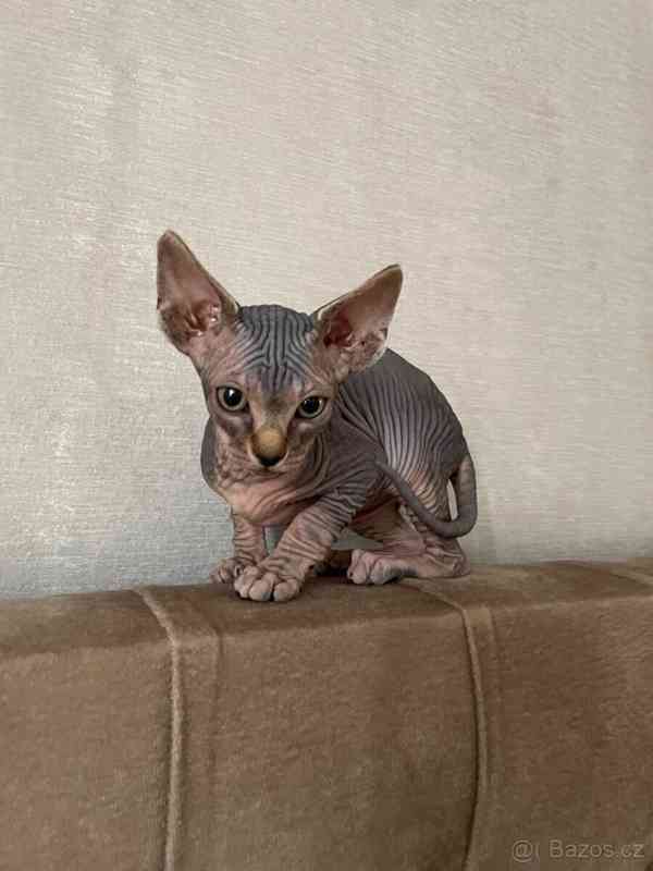 Kanadský sphynx koťátka - foto 2