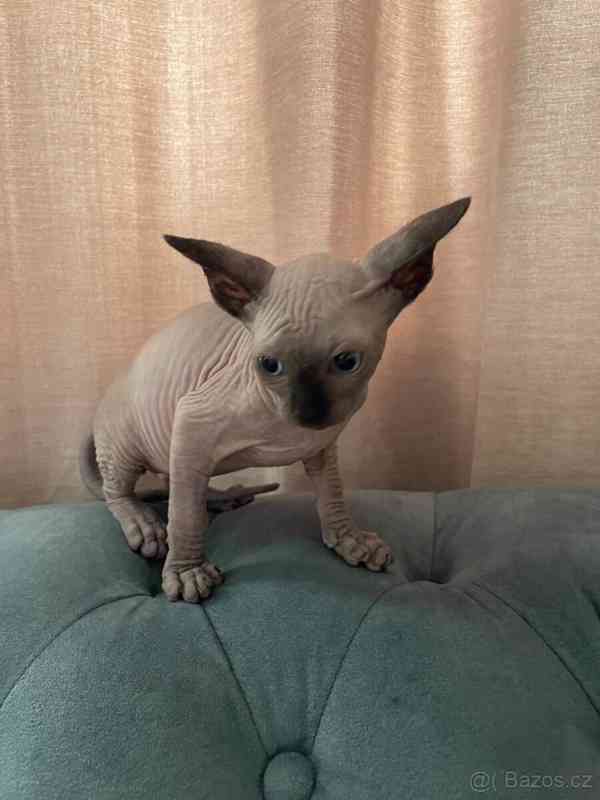 Kanadský sphynx koťátka - foto 3