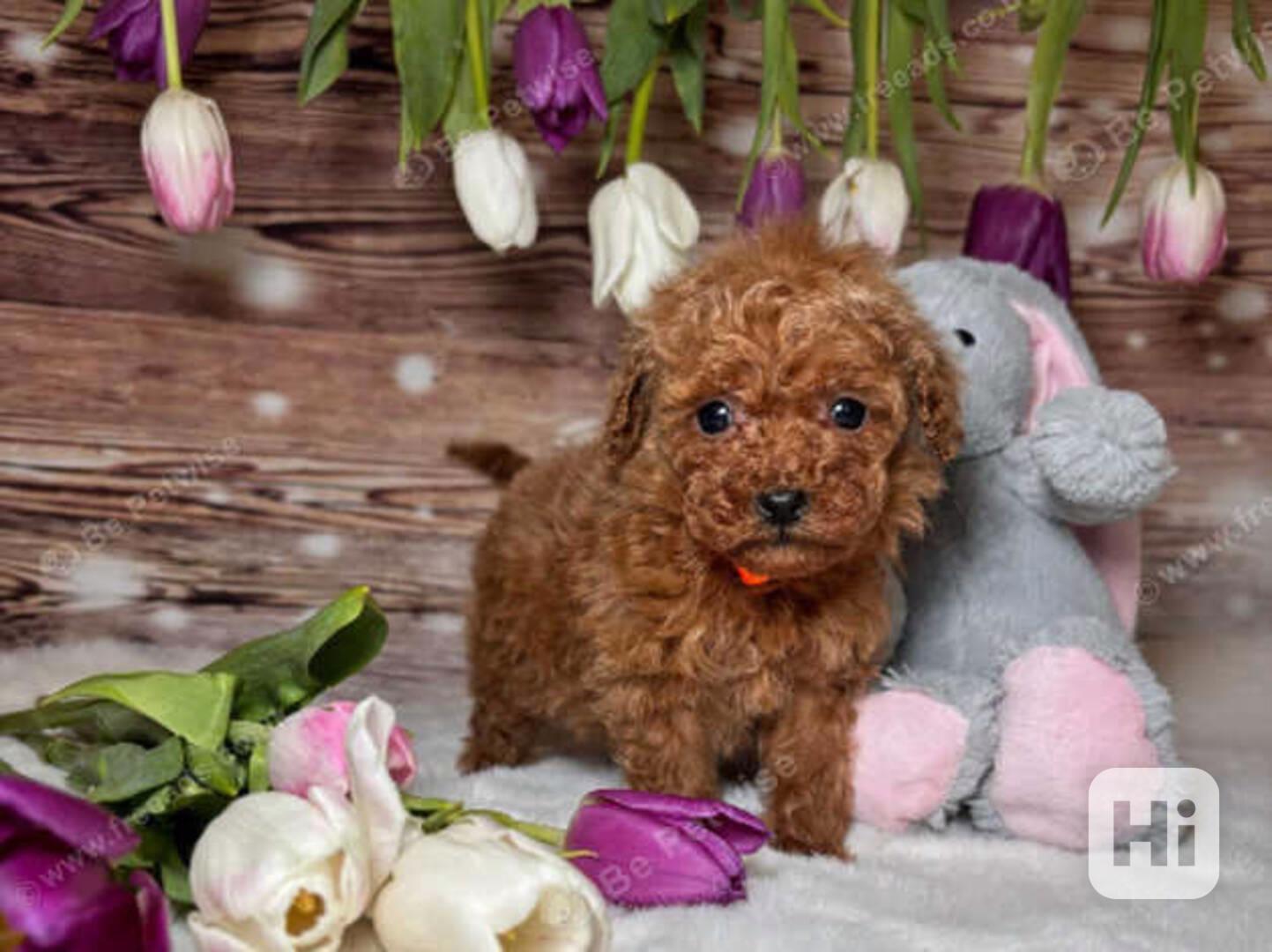 Štěňata toy pudla k prodeji. - foto 1