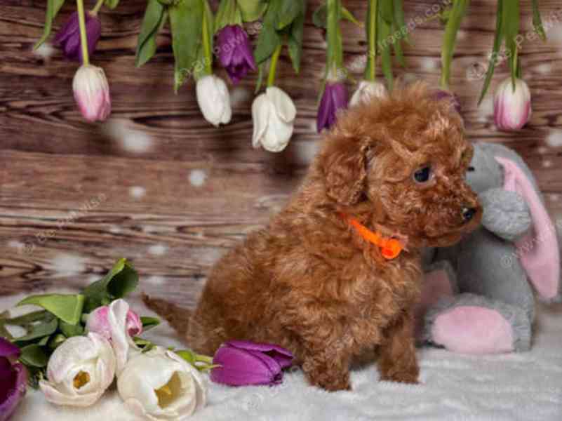 Štěňata toy pudla k prodeji. - foto 2