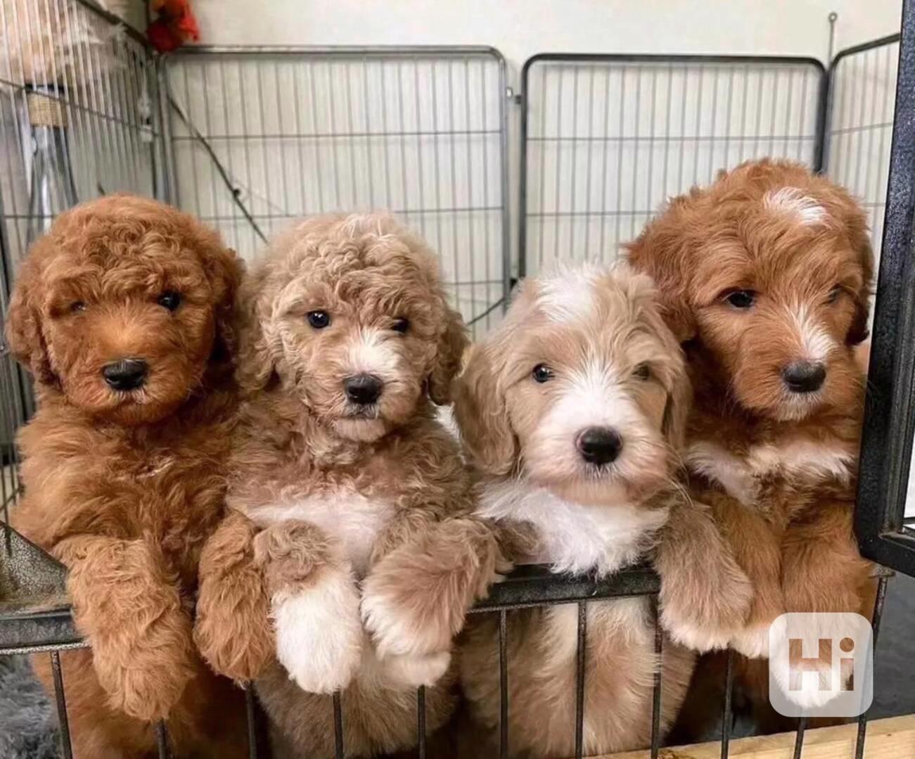 7 vynikajících štěňat plemene goldendoodle - foto 1