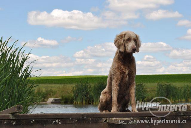 Výmarský ohař dlouhosrstý-nabídka krytí - foto 8