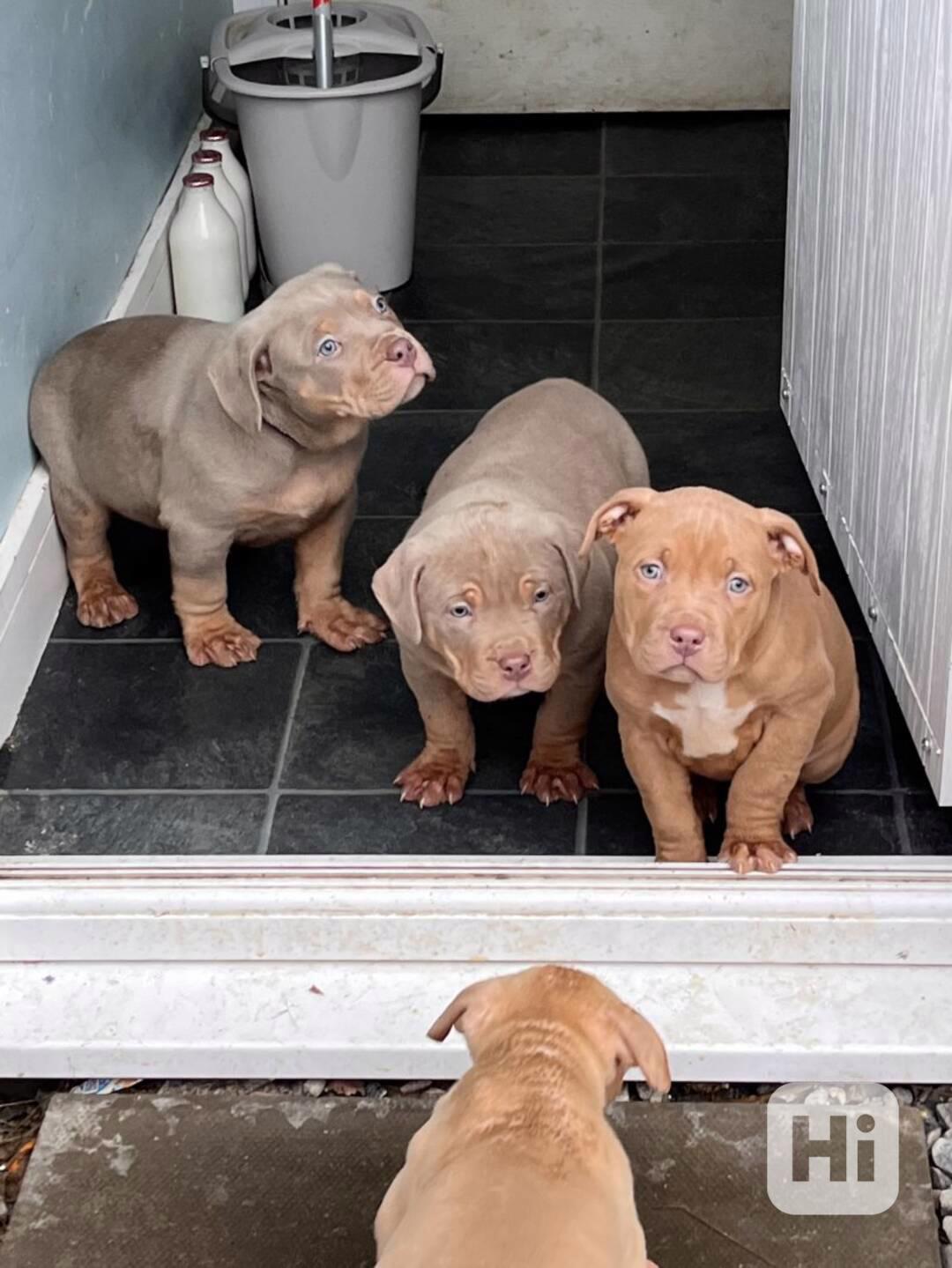 Stunning American bully pups We have 9 American bully puppie - foto 1