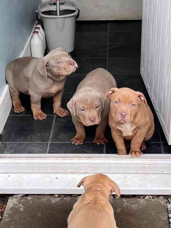 Stunning American bully pups We have 9 American bully puppie - foto 1