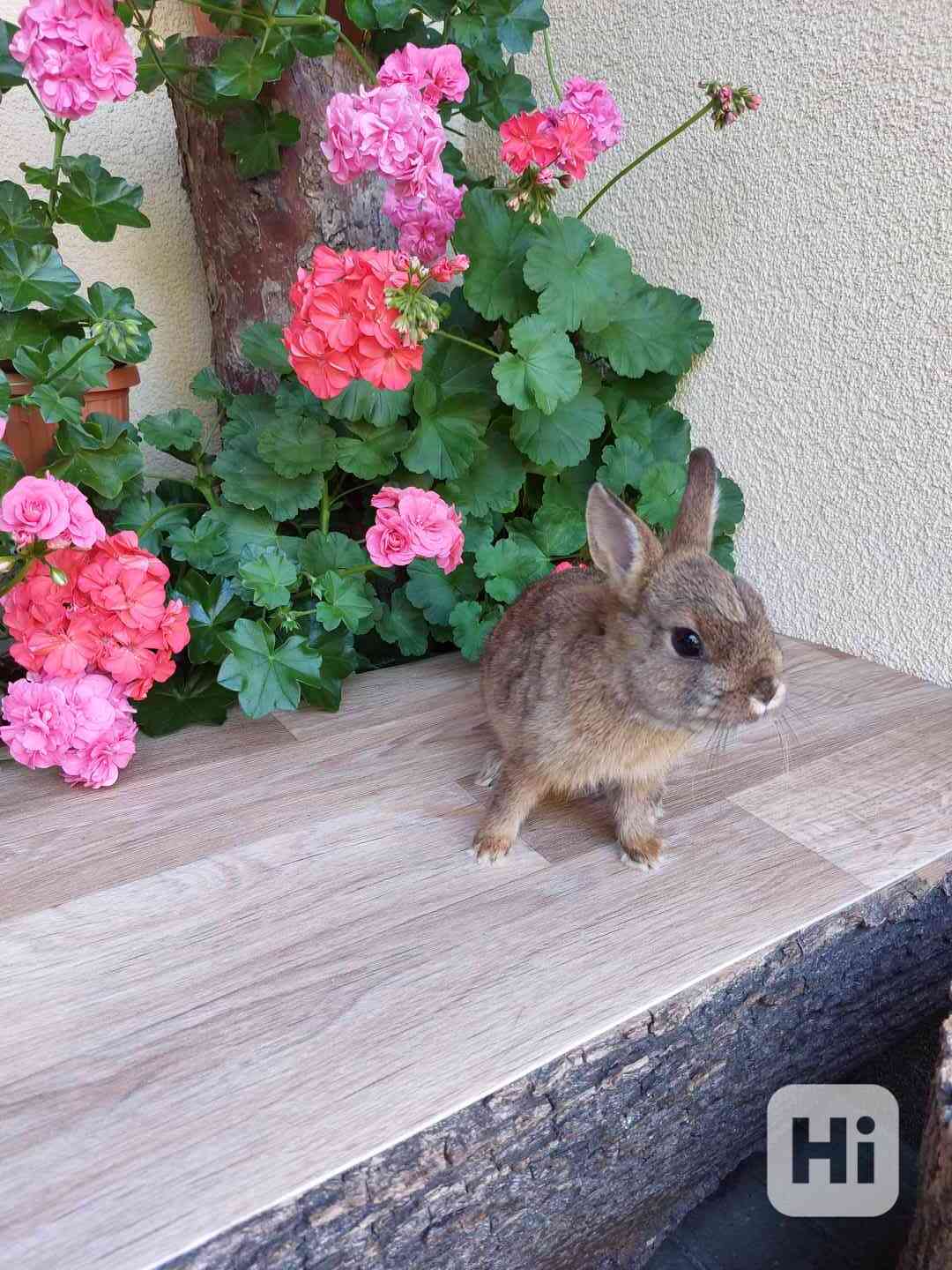 Zakrslý králík hladkosrstý - sameček - foto 1