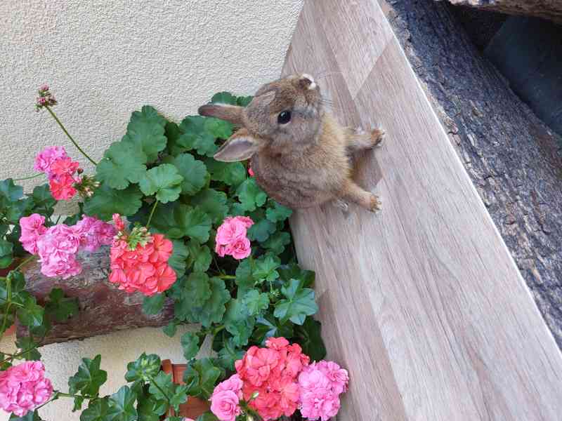 Zakrslý králík hladkosrstý - sameček - foto 1