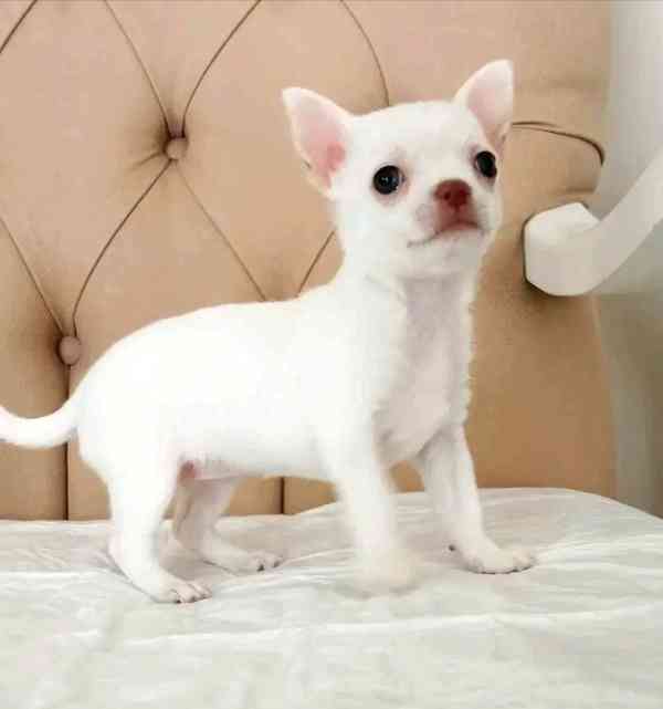 Štěňata čivavy hledají domov. - foto 1