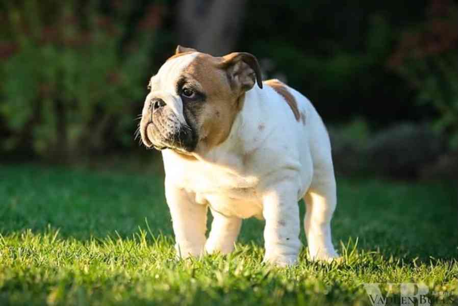 Krásná štěňata anglického buldoka od AKC k adopci.