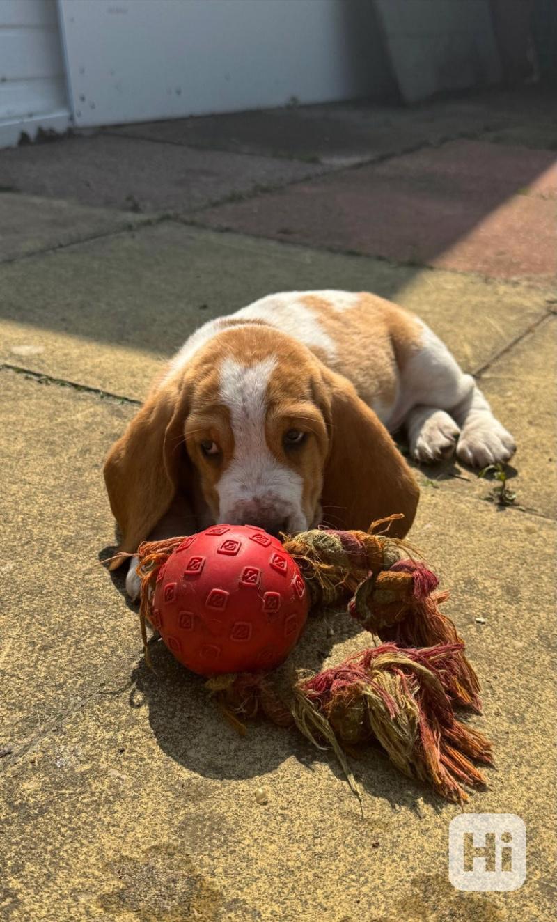 ŠTĚŇATA BASSETHOUNDA KC, ZDRAVOTNÍ TESTY RODIČE - foto 1