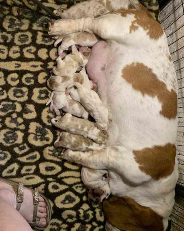 ŠTĚŇATA BASSETHOUNDA KC, ZDRAVOTNÍ TESTY RODIČE - foto 4