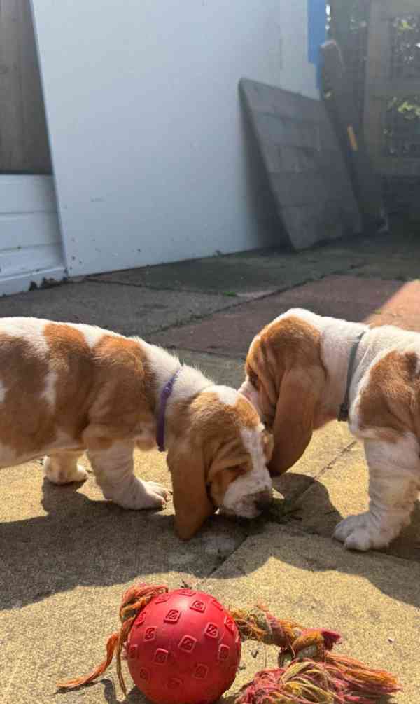ŠTĚŇATA BASSETHOUNDA KC, ZDRAVOTNÍ TESTY RODIČE - foto 3