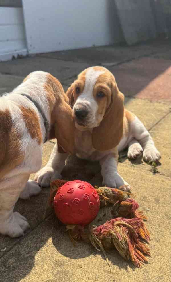 ŠTĚŇATA BASSETHOUNDA KC, ZDRAVOTNÍ TESTY RODIČE - foto 2
