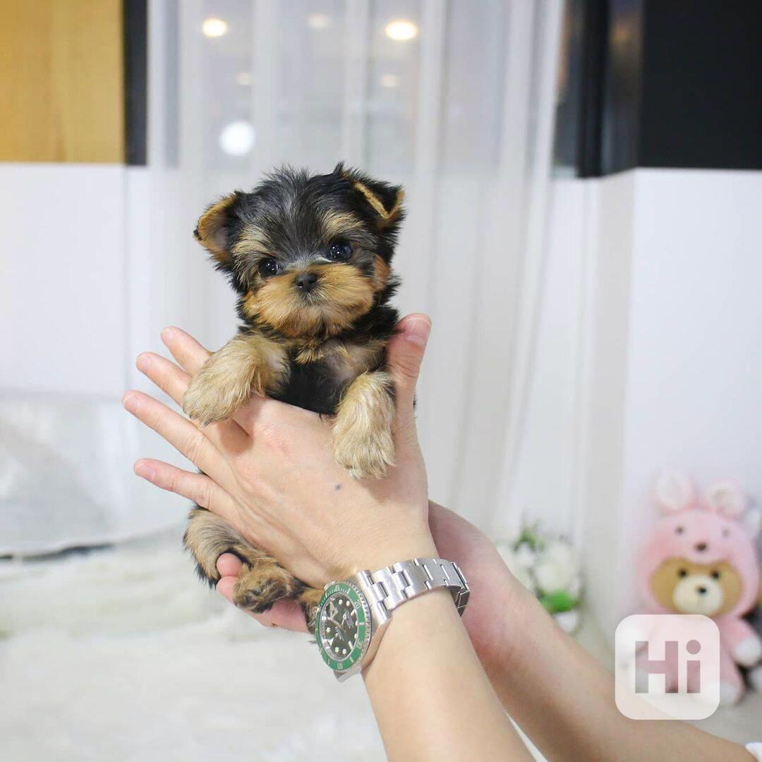 Yorkie šteniatka na adopciu - foto 1