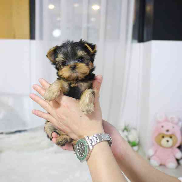 Yorkie šteniatka na adopciu - foto 1