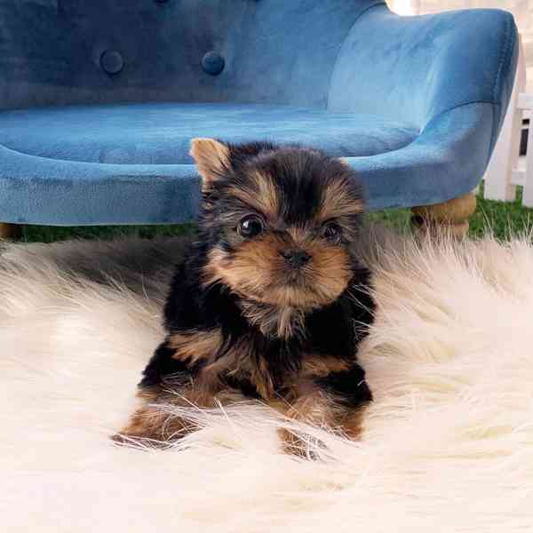 Yorkie šteniatka na adopciu - foto 2