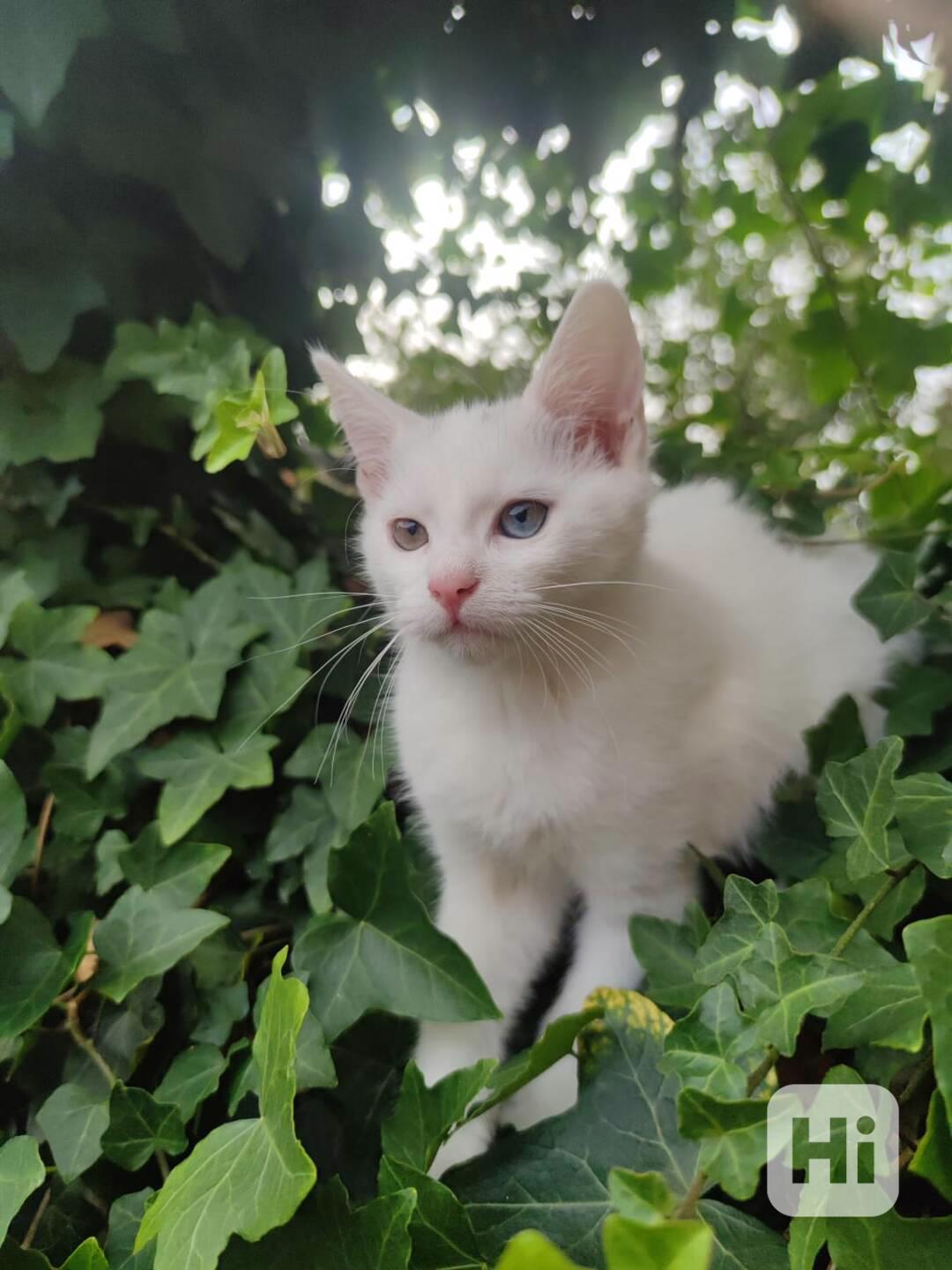 Krásná bílá kočička  - foto 1