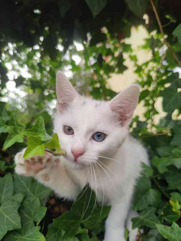 Krásná bílá kočička  - foto 2