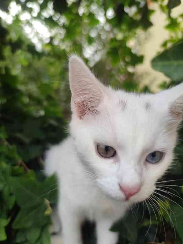Krásná bílá kočička  - foto 6