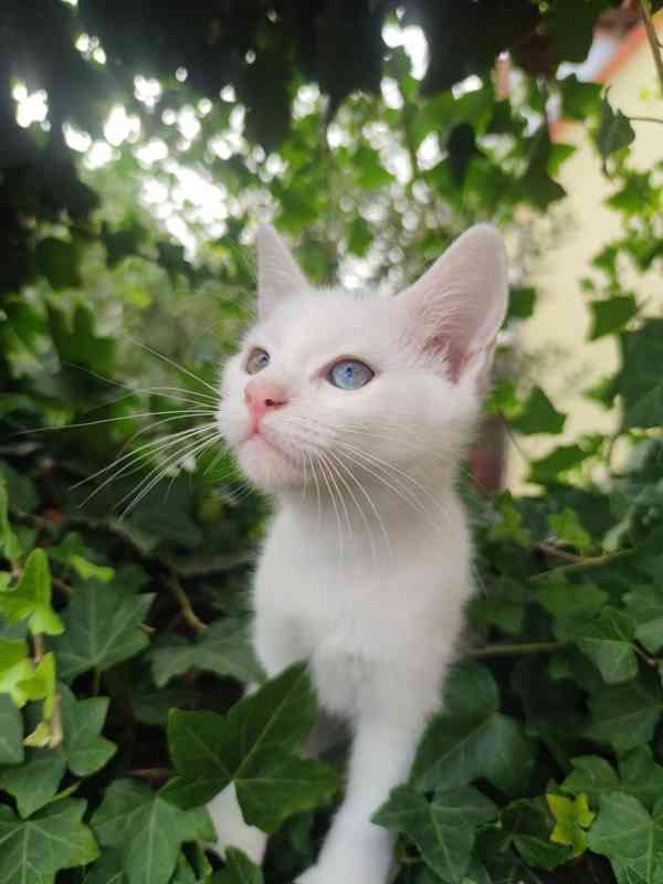Krásná bílá kočička  - foto 3