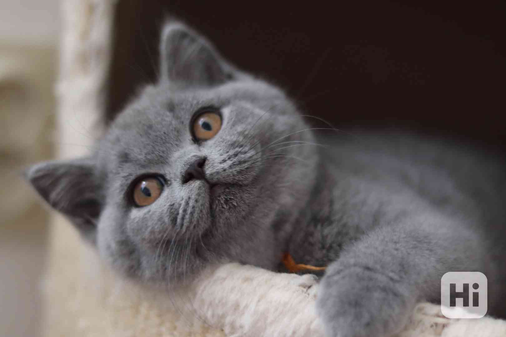 Britská koťátka s PP - foto 1