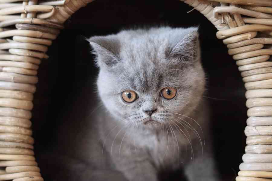 Britská koťátka s PP - foto 2