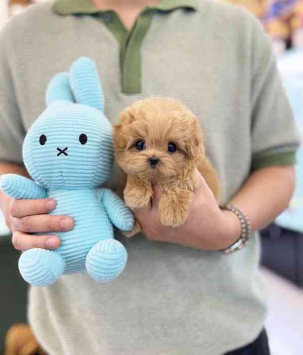 Dárek zdarma krásná štěňátka pudl k adopci zdarma   - foto 1