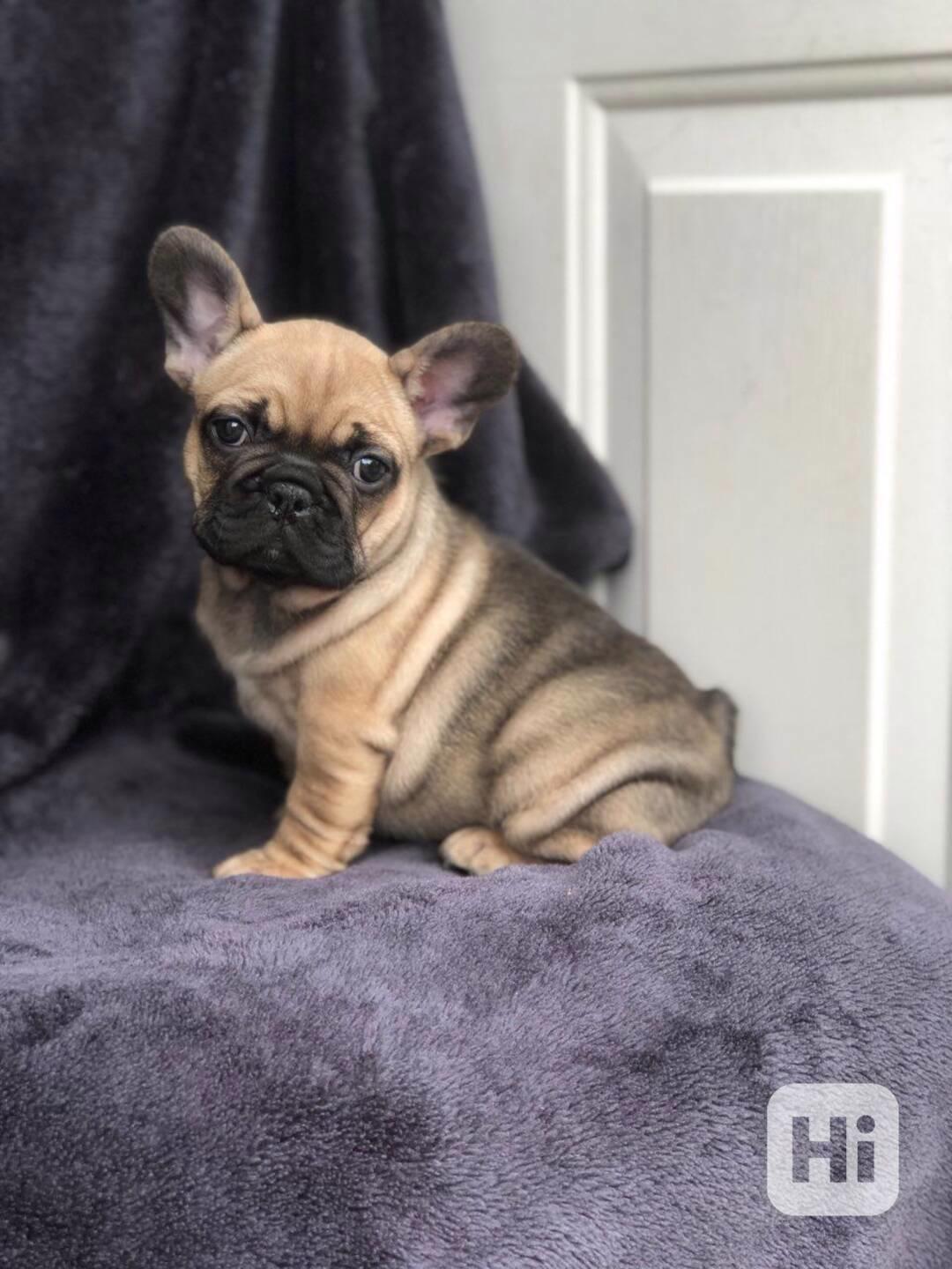 Skvělá štěňata francouzského buldočka - foto 1