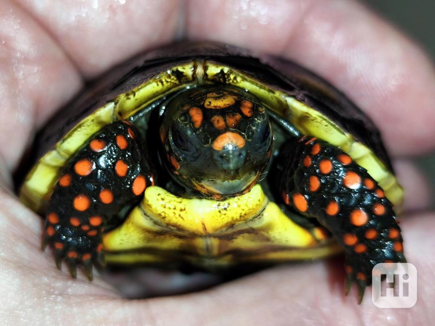 Malé suchozemské želvy - foto 1