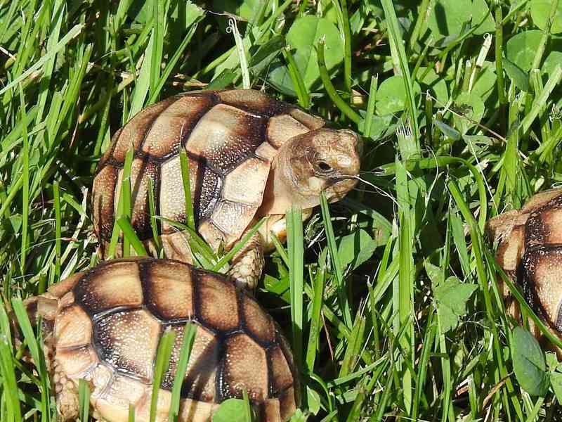 Malé suchozemské želvy - foto 13