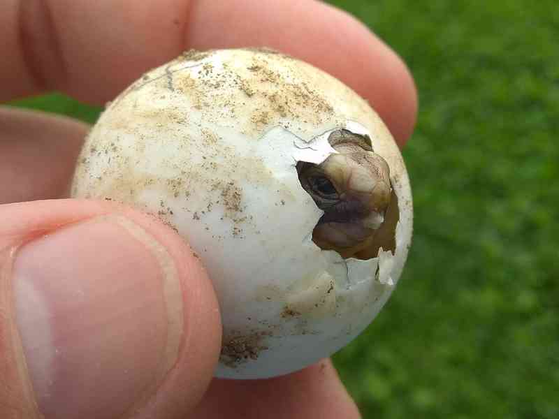 Malé suchozemské želvy - foto 19