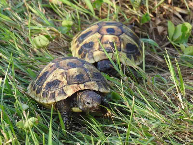 Malé suchozemské želvy - foto 11