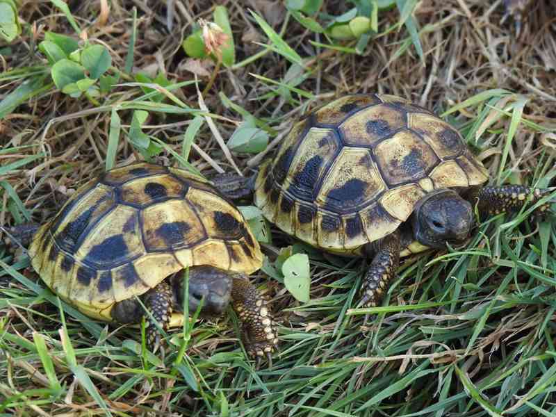 Malé suchozemské želvy - foto 7