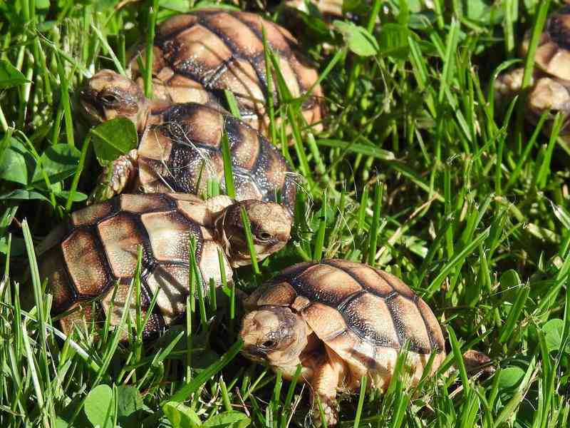 Malé suchozemské želvy - foto 14