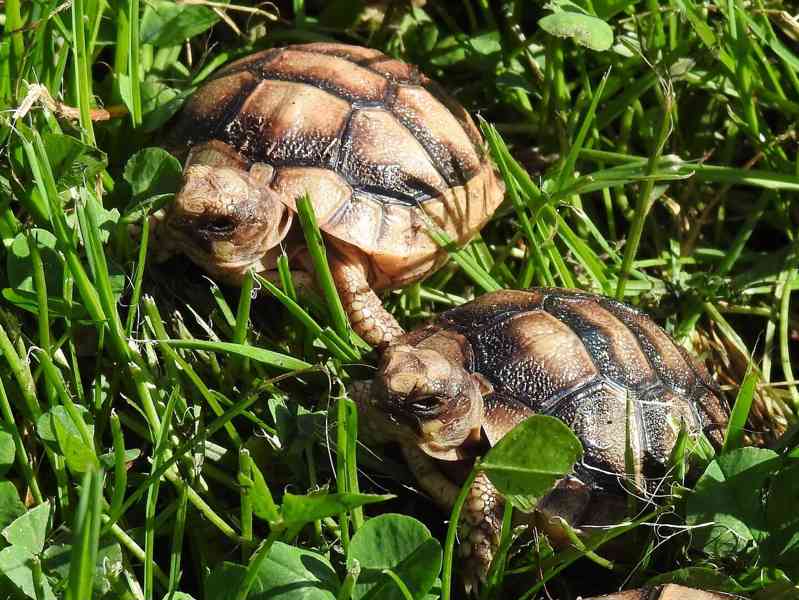 Malé suchozemské želvy - foto 16