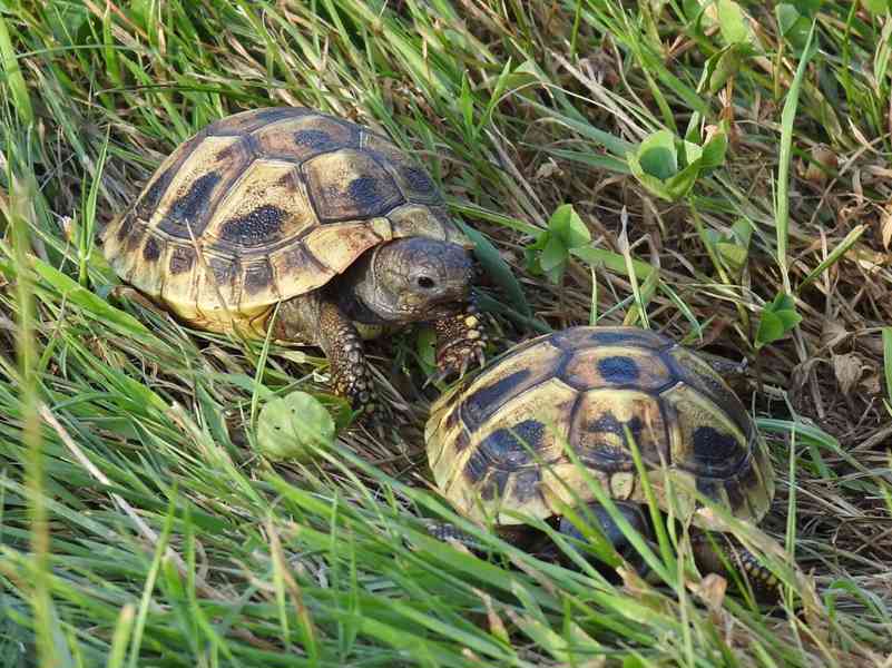 Malé suchozemské želvy - foto 10