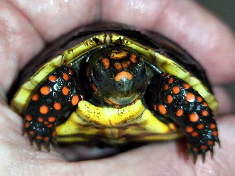 Malé suchozemské želvy - foto 1