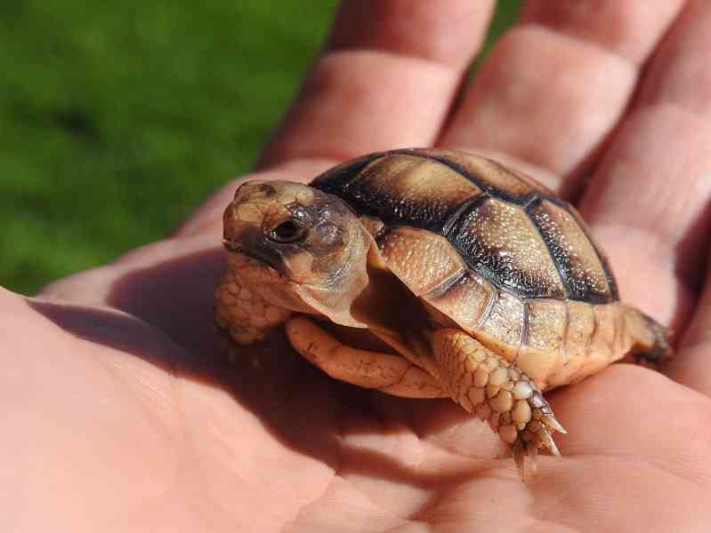 Malé suchozemské želvy - foto 17