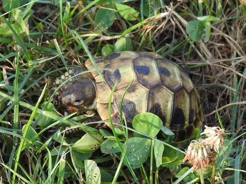 Malé suchozemské želvy - foto 12