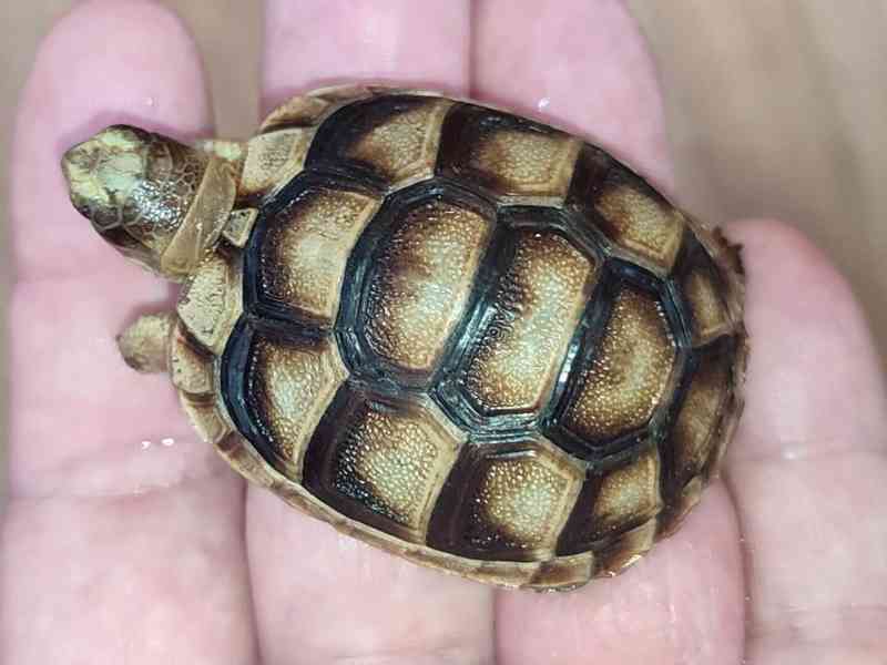 Malé suchozemské želvy - foto 4