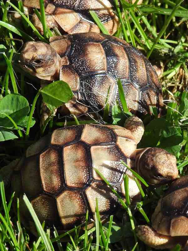 Malé suchozemské želvy - foto 15