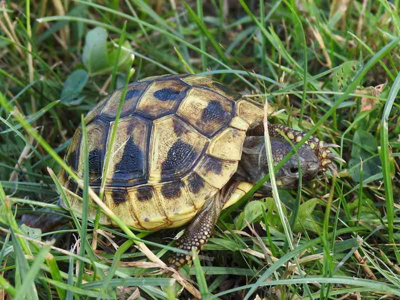 Malé suchozemské želvy - foto 9