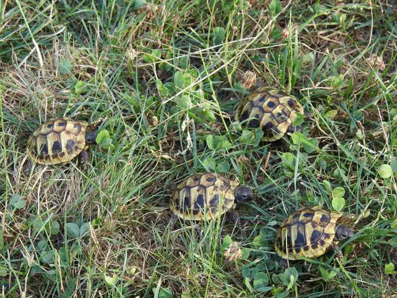 Malé suchozemské želvy - foto 5