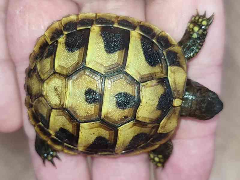 Malé suchozemské želvy - foto 3