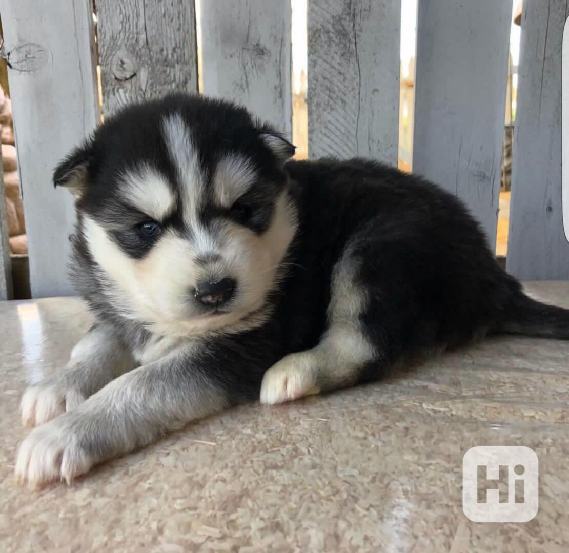 Štěňata sibiřského huskyho k adopci zdarma - foto 1